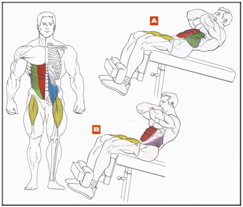 Как прокачать легкие. Скручивания на наклонной скамье техника. Пресс на наклонной скамье техника. Упражнения для мышц пресса. Упражнения для накачки пресса.