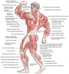 Влияние тренировки на мышцы
