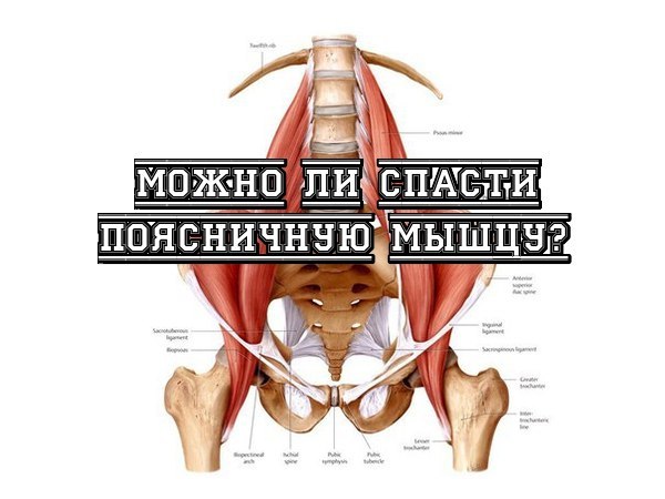 Можно ли спасти поясничную мышцу? » Спортивный Мурманск