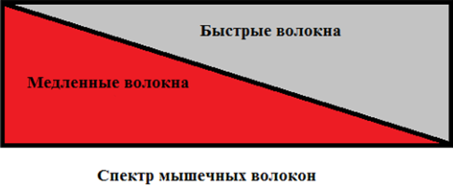 Типы мышечных волокон и их влияние на методический подход к тренировке