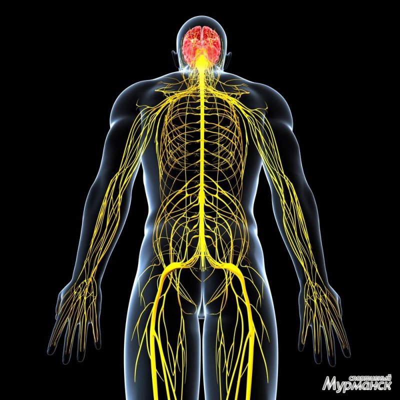 Заболевания центральной нервной системы в спорте