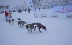 Чемпионат Мурманской области по ездовому спорту