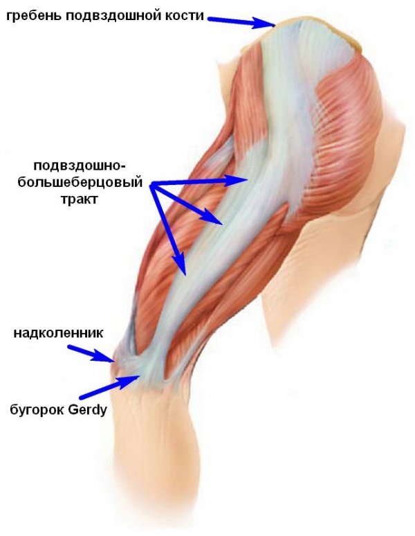 Широкая фасция бедра анатомия