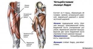 Тонкая мышца бедра: анатомия, точки напряжения, снятие боли.