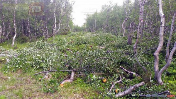 В Кировске прокладывают лыжную трассу в городском парке