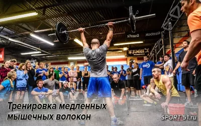 Тренировка медленных мышечных волокон