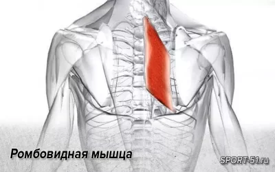 Ромбовидная мышца