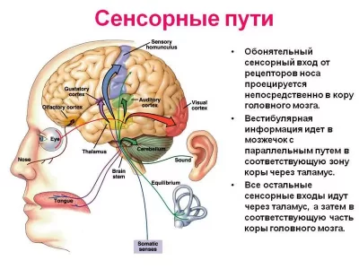 Кинезофилия и моторно-висцеральная координация