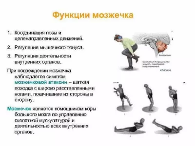 Кинезофилия и моторно-висцеральная координация