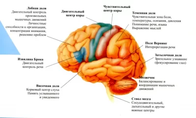Кинезофилия и моторно-висцеральная координация