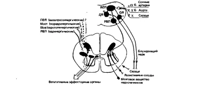 Кинезофилия и моторно-висцеральная координация