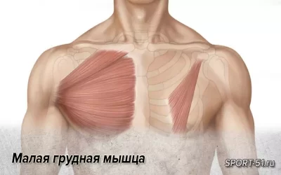 Малая грудная мышца