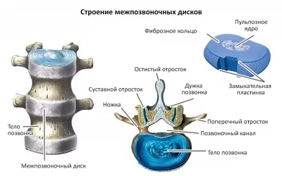 Строение межпозвоночного диска