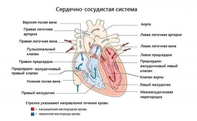 Анатомия сердечно-сосудистой системы