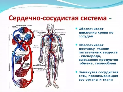 Анатомия сердечно-сосудистой системы