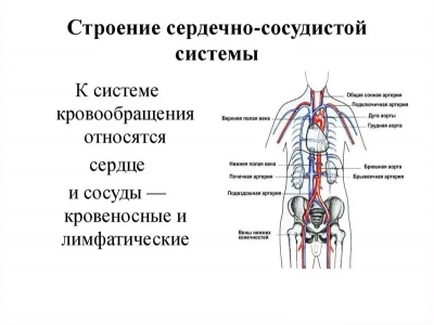 Анатомия сердечно-сосудистой системы
