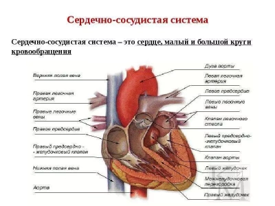 Анатомия сердечно-сосудистой системы