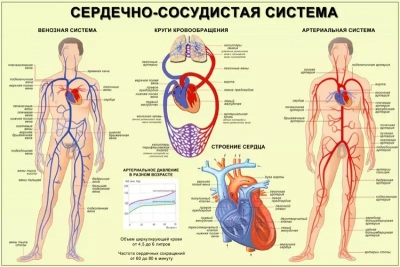 Анатомия сердечно-сосудистой системы