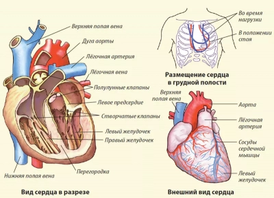 Анатомия сердечно-сосудистой системы