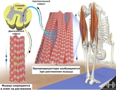 Мышечное чувство
