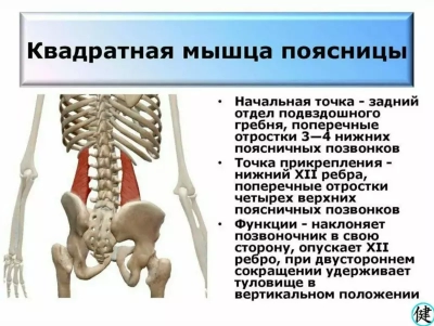 Синдром квадратной мышцы поясницы