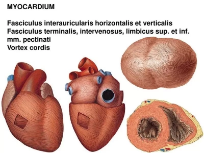 Commotio Cordis (сотрясение сердца)