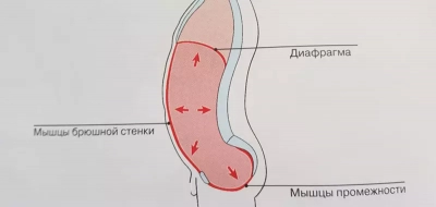 Мышцы тазового дна у женщин анатомия схема