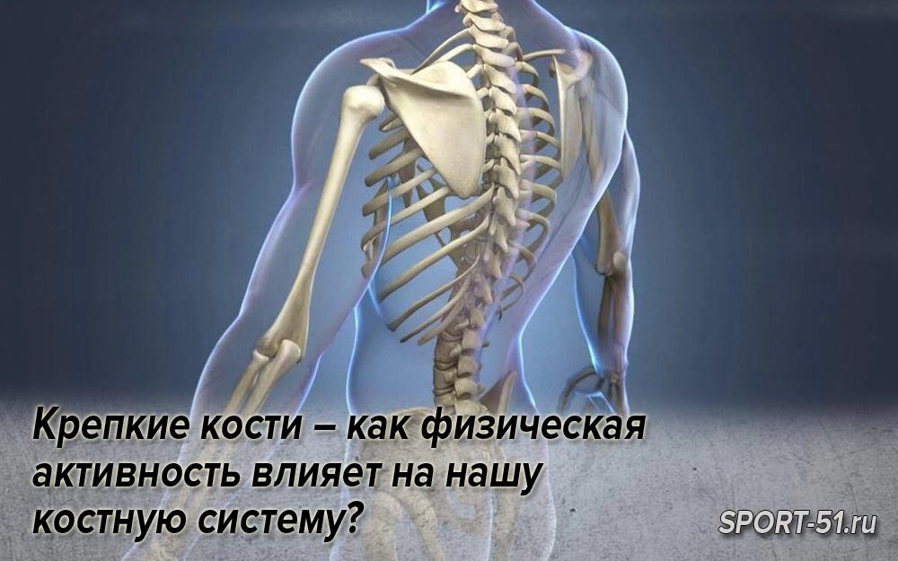 Самые сильные кости. Крепкие кости. Крепкие кости спорт. Почему кости крепкие. Самые крепкие кости в организме человека.