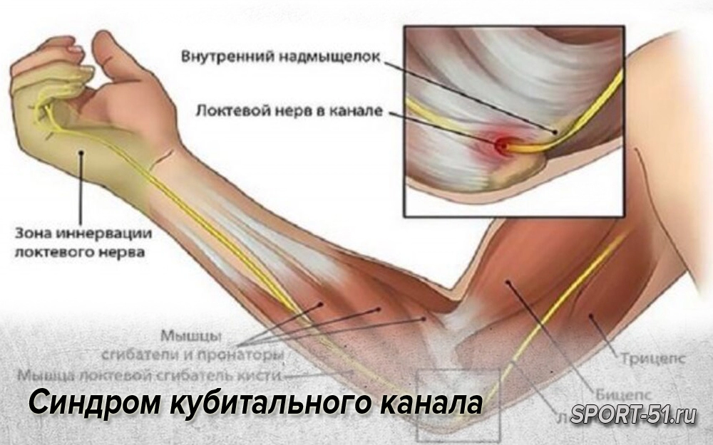 Локтевой нерв анатомия картинки