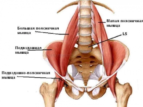 Интересная информация о поясничной мышце.