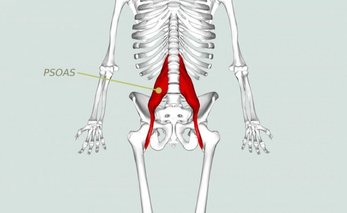 Интересная информация о поясничной мышце.