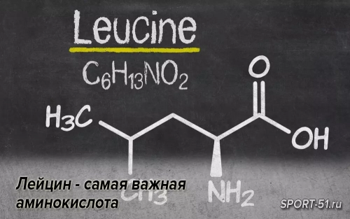 Лейцин - самая важная аминокислота