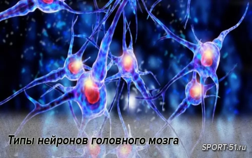 Типы нейронов головного мозга