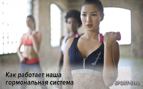 Как работает наша гормональная система