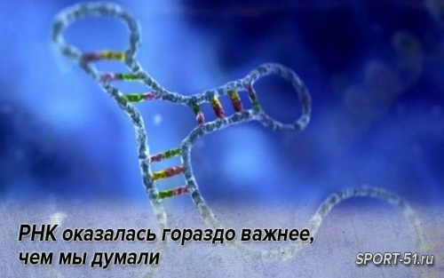 РНК оказалась гораздо важнее, чем мы думали