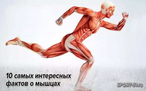 10 самых интересных фактов о мышцах
