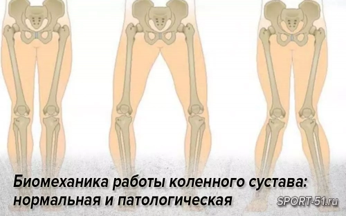 Биомеханика работы коленного сустава: нормальная и патологическая