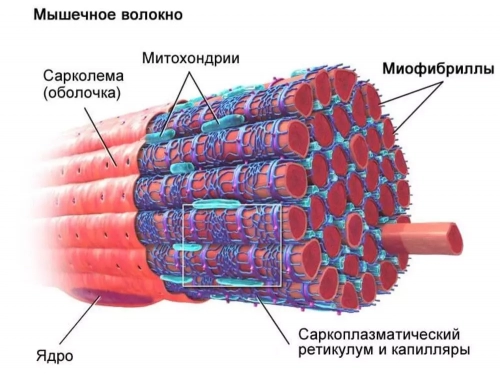 Гипертрофия медленных волокон