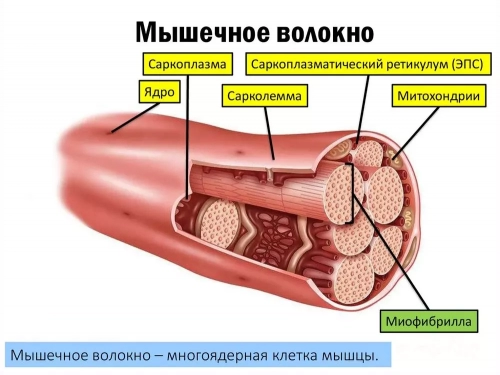 Гипертрофия медленных волокон