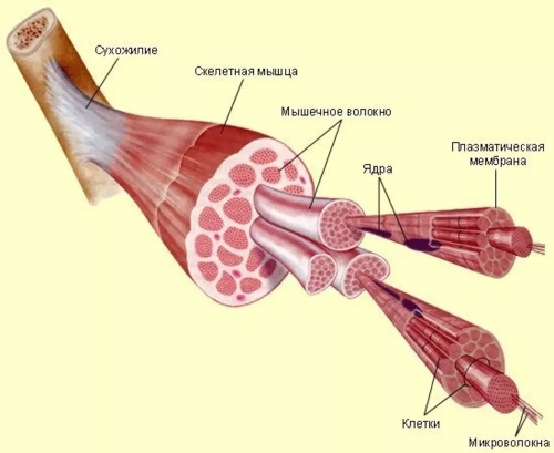 Основы физиологии