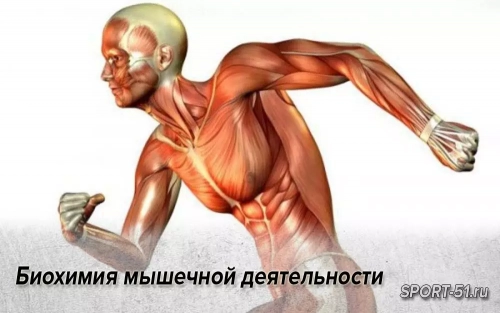Биохимия мышечной деятельности