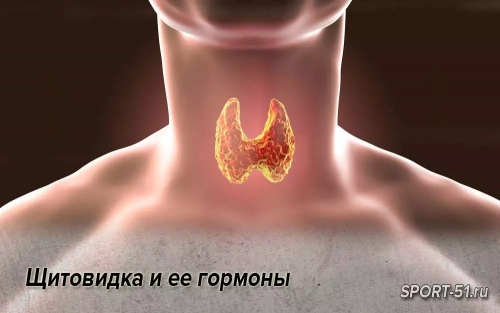 Щитовидка и ее гормоны