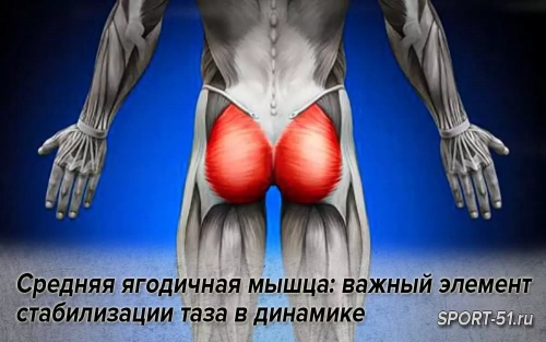Средняя ягодичная мышца: важный элемент стабилизации таза в динамике