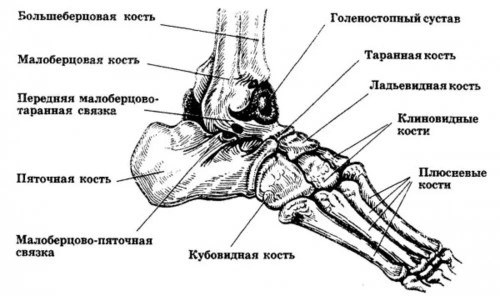 Патологическая функциональная перестройка костей стопы