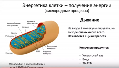 Митохондрии и аэробный обмен
