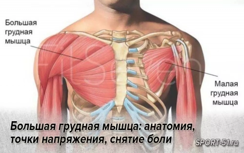 Большая грудная мышца: анатомия, точки напряжения, снятие боли