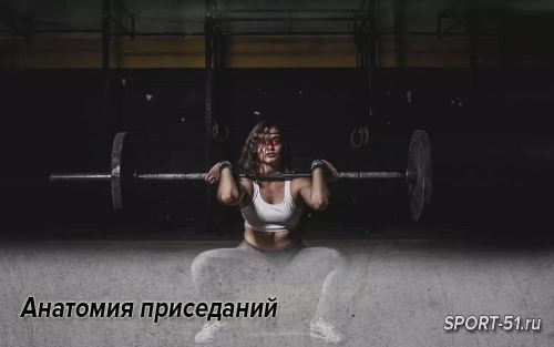 Анатомия приседаний