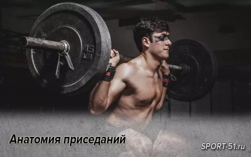 Анатомия приседаний