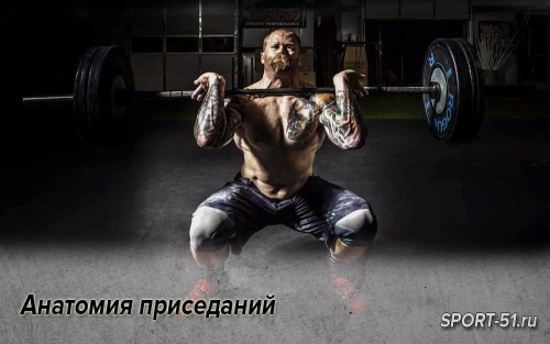 Анатомия приседаний