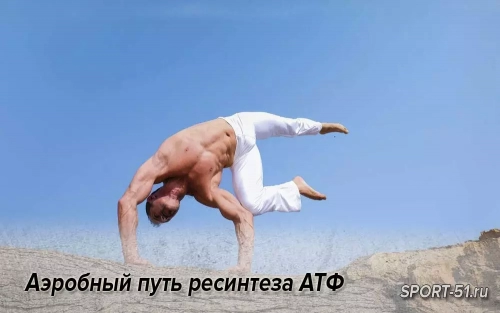 Аэробный путь ресинтеза АТФ